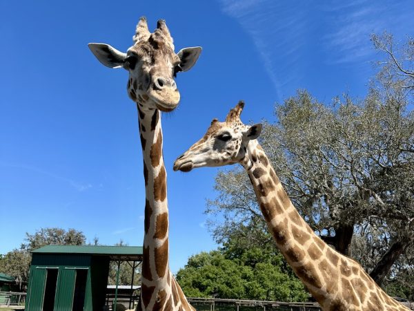 Giraffe Ranch in Dade City, Fl
