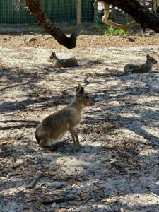 Giraffe Farm in Dads City, FL