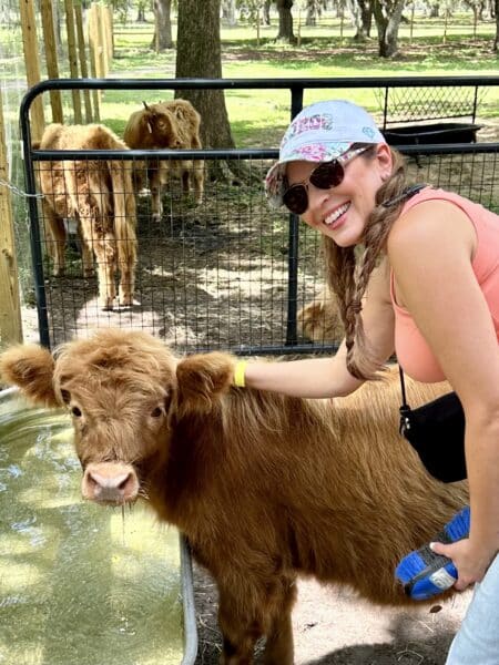 flamingoinfantasyland.com with mini highland cow