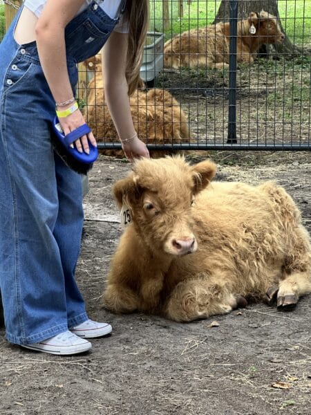 brush a mini highland cow at boggy creek adventures