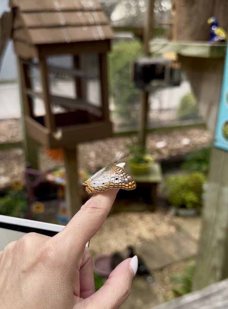 butterflies at boggy creek airboat adventures