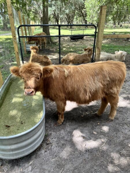 feed mini highland cows at boggy creek airboat adventures